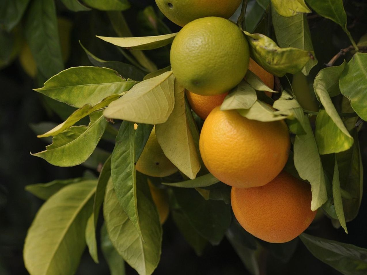 Recetas con fruta
