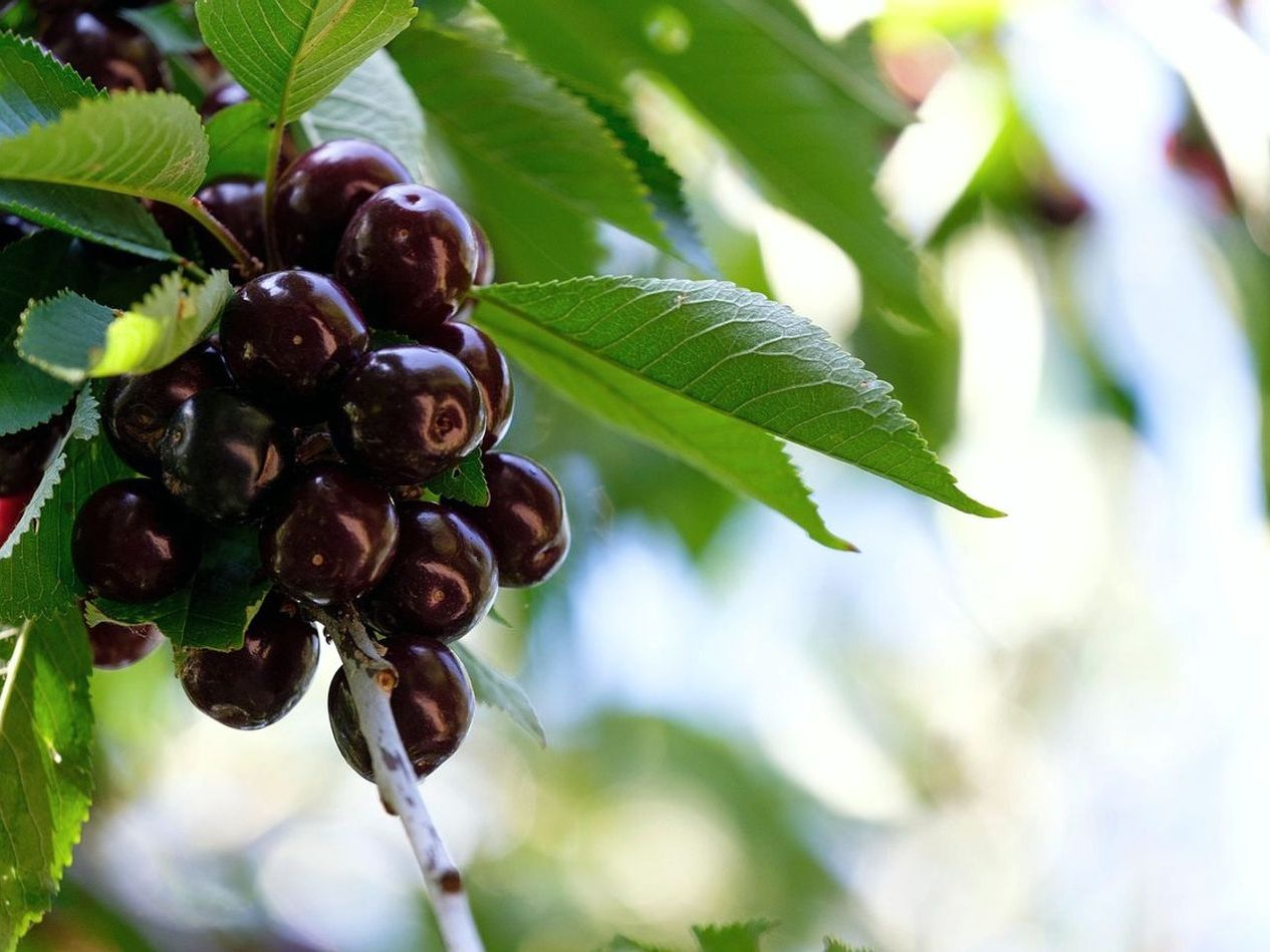 Frutas de temporada directas a casa