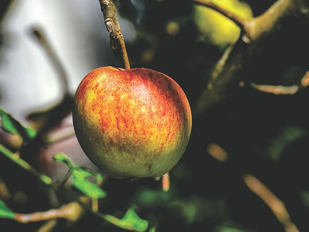 Uvas recién cosechadas