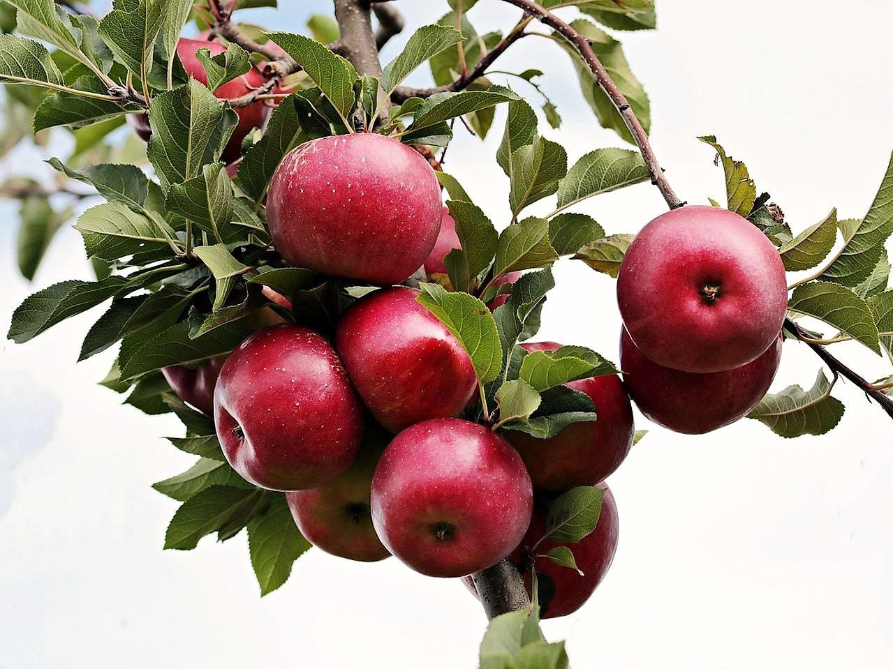 Tu servicio de reparto de frutas frescas