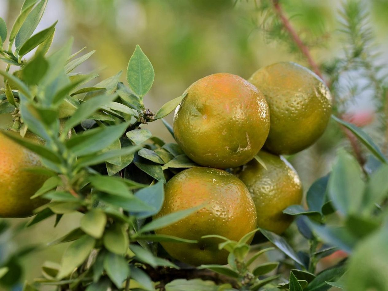 Entrega rápida de frutas